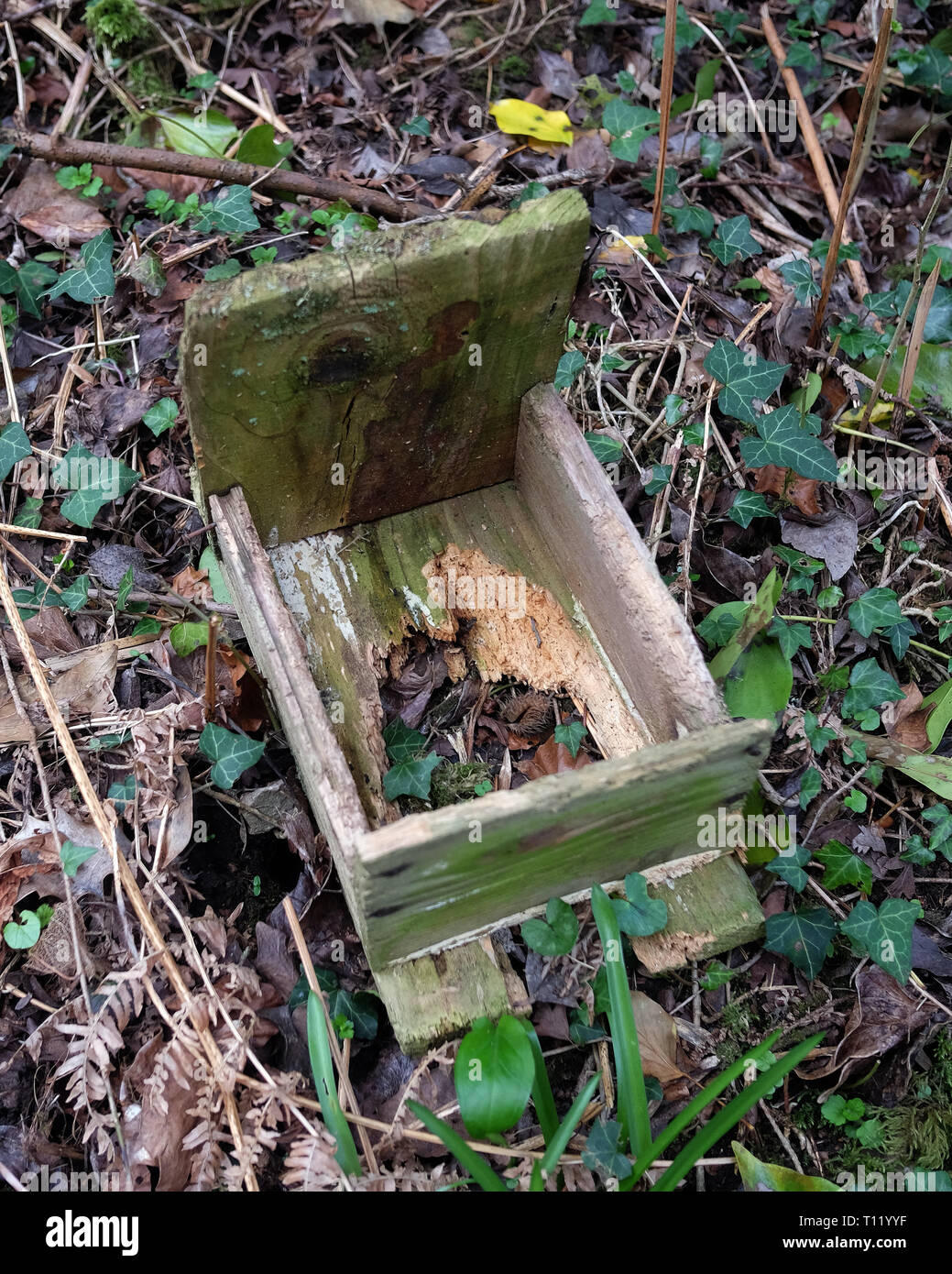 March 2019 - Old bird box left and rotten Stock Photo