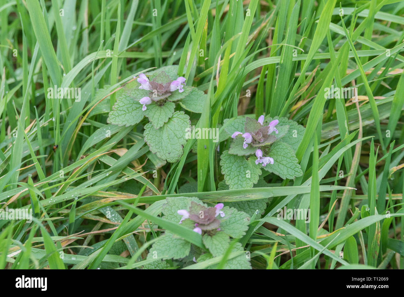 Flowers and foliage of Red Dead-Nettle / Lamium purpureum. Was once used in herbal remedies, and leaves may also be eaten when cooked. Stock Photo