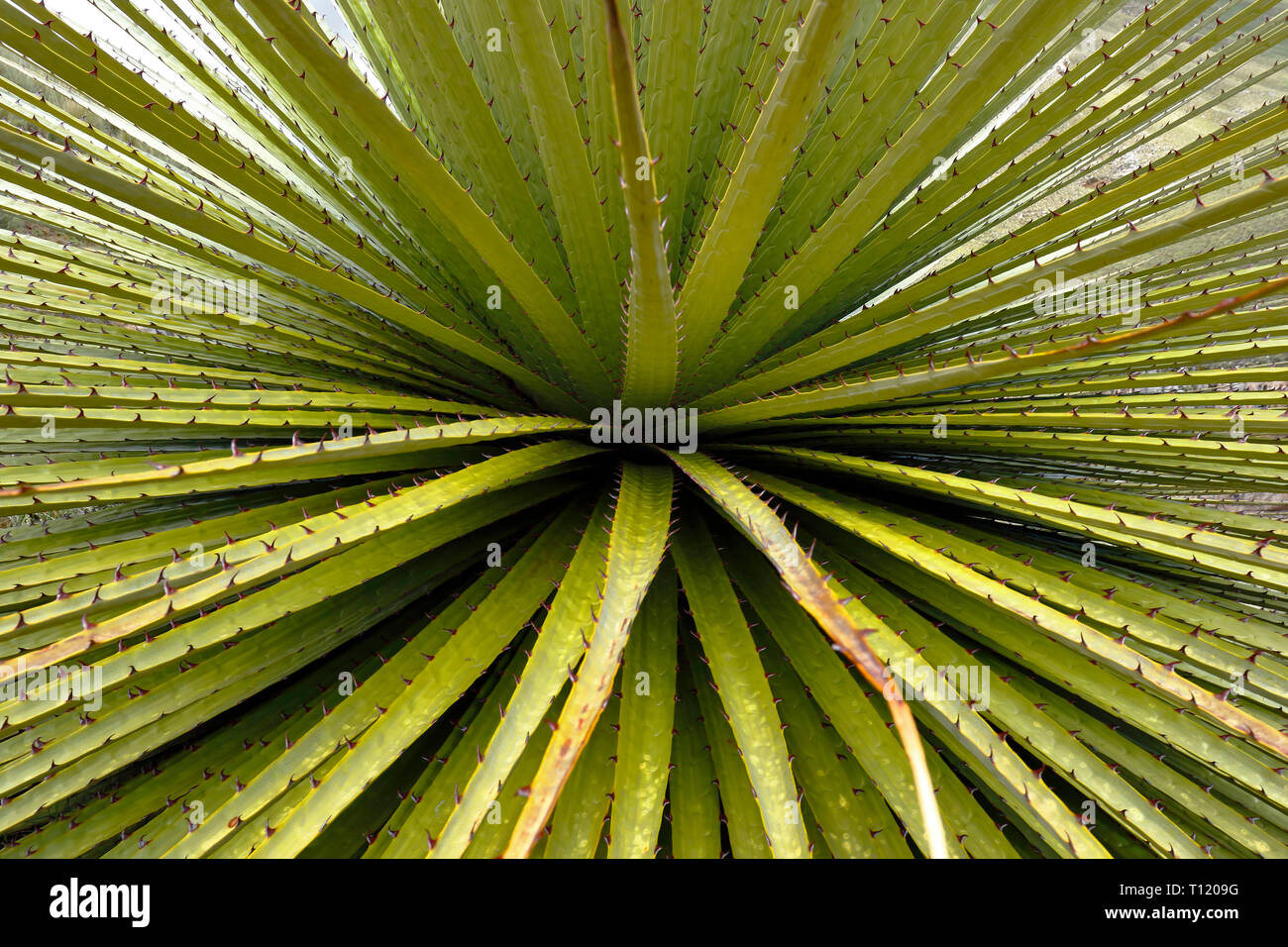 Beautiful specimen of Titanca (Puya raimondii) a species of endemic flora of the Andean region of Peru and Bolivia; in this case a detail of the plant Stock Photo