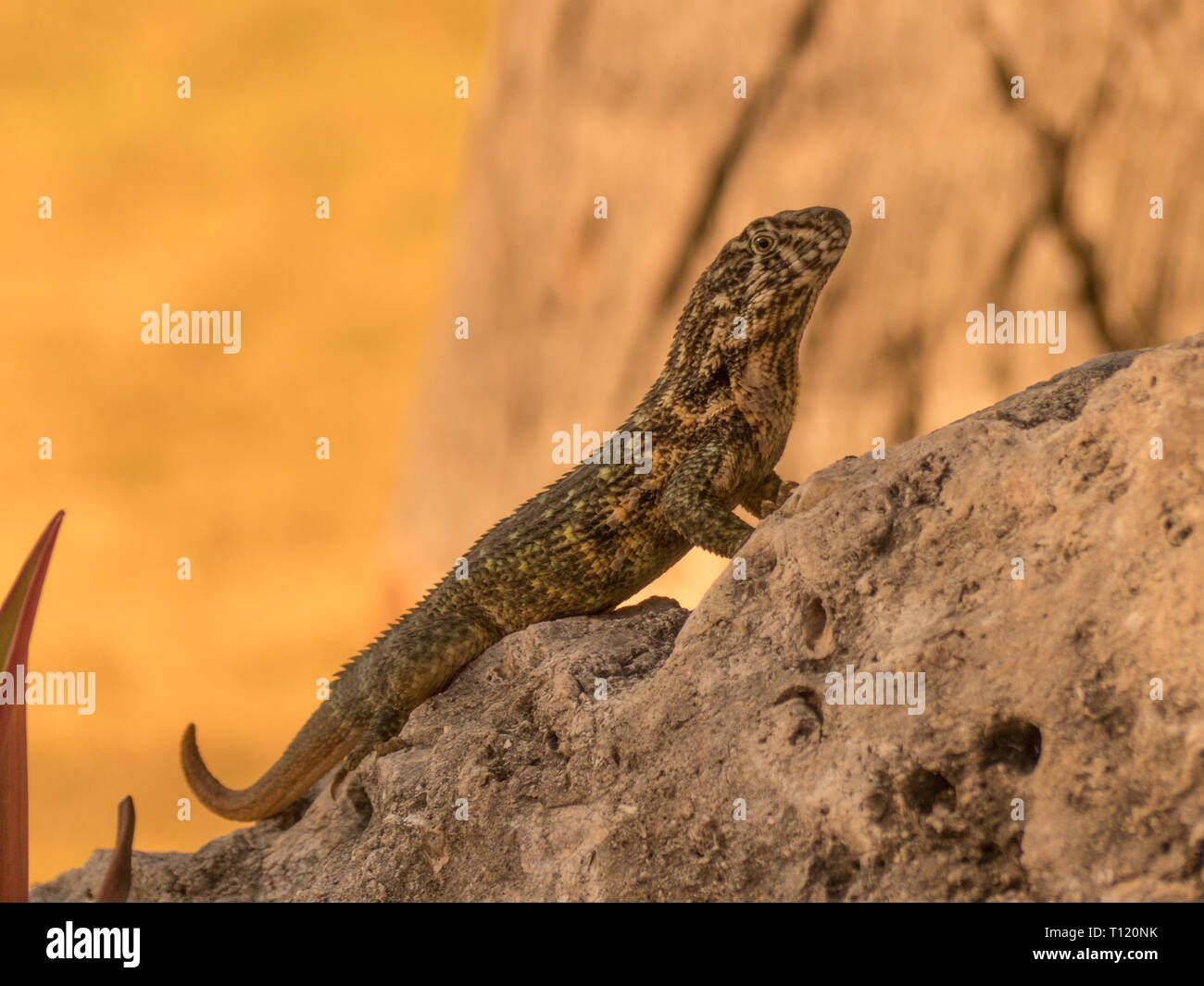Small lizard nature sunny day tree roots Stock Photo - Alamy
