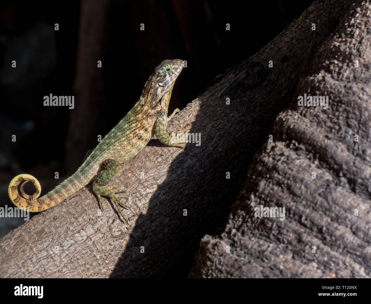 Small lizard nature sunny day tree roots black background Stock Photo ...