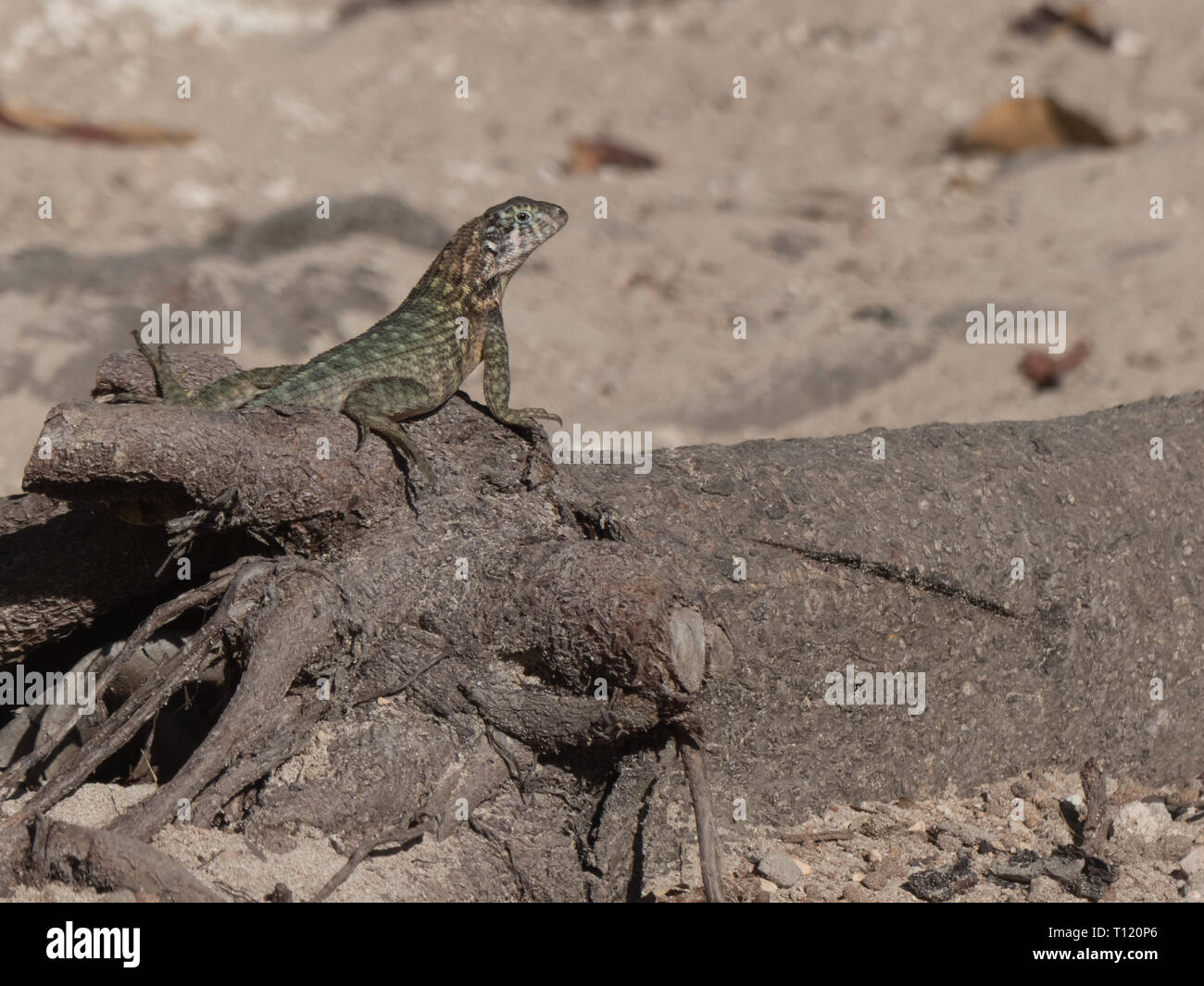Habitat for small animals hires stock photography and images Alamy