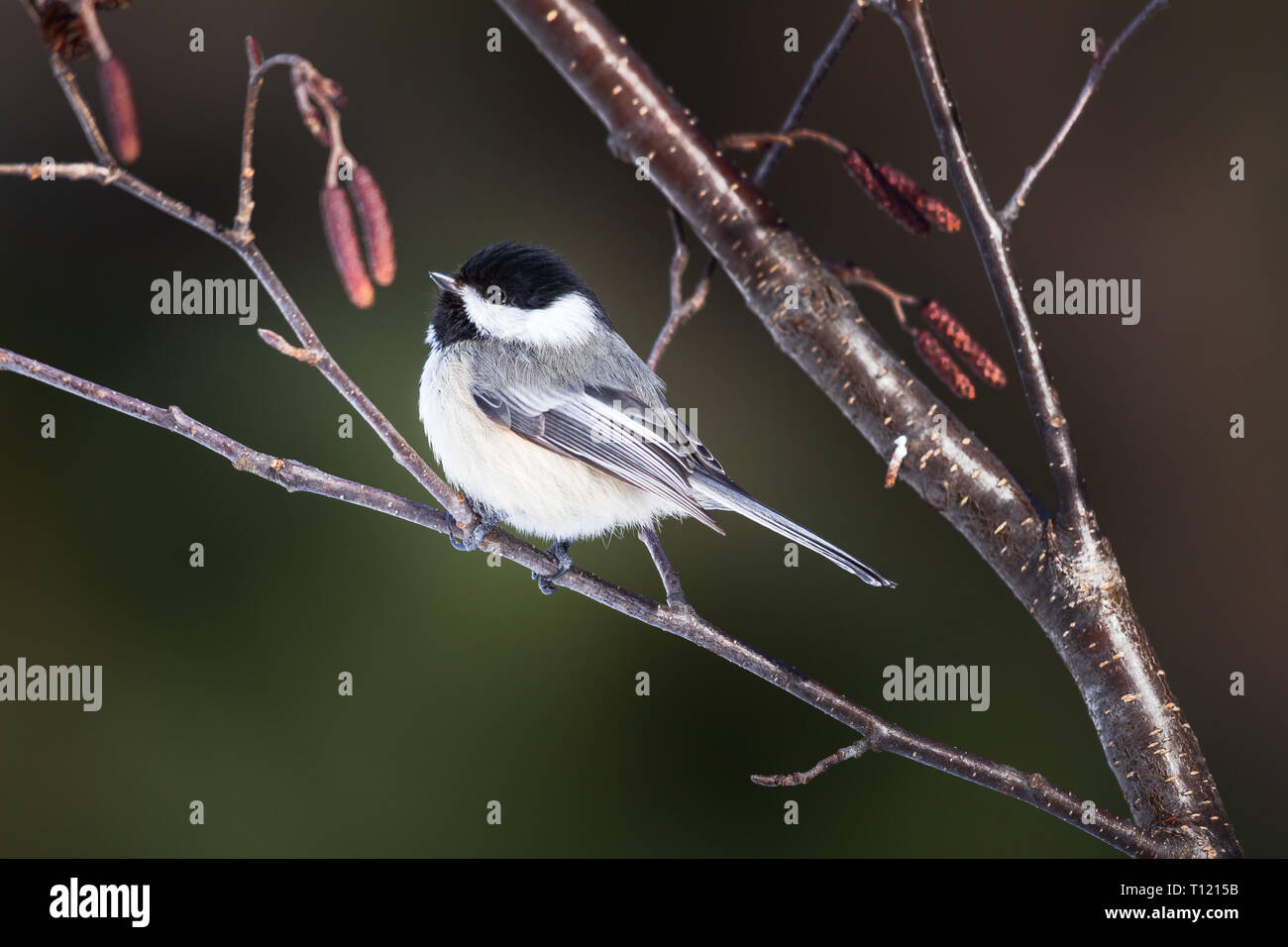 Black-capped chickadee perched in a speckled alder in northern Wisconsin. Stock Photo