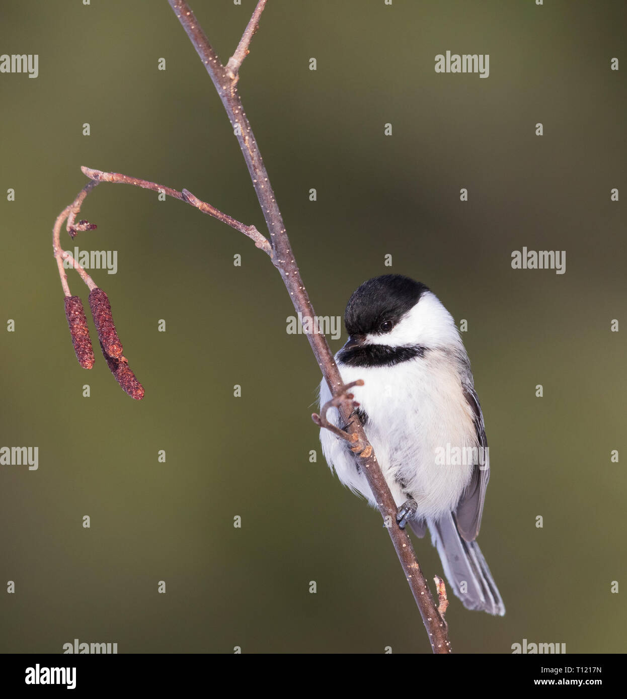 Black-capped chickadee perched in a speckled alder in northern Wisconsin. Stock Photo