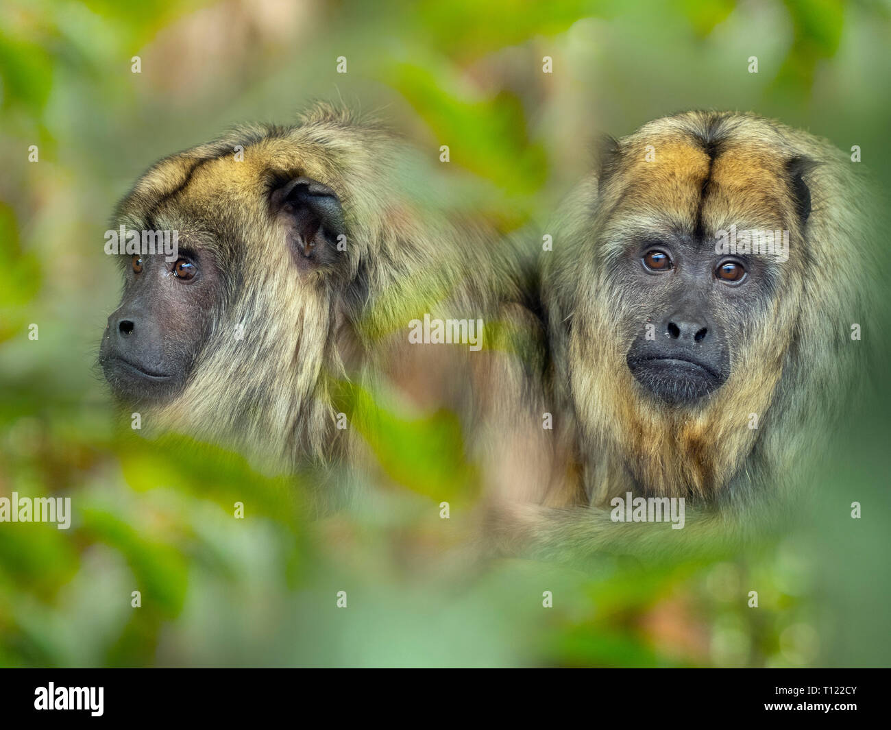Female black and gold howler monkey alouatta caraya hi-res stock