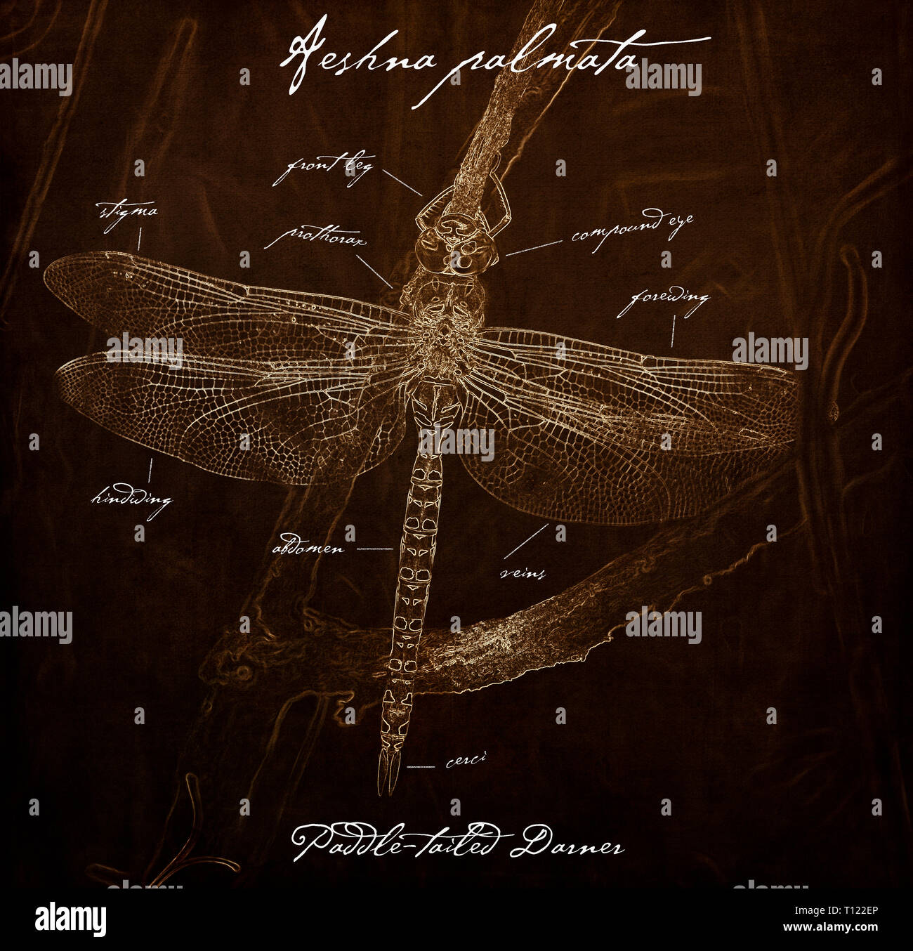 Paddle-tailed Darner (Aeshna palmata) Old Fashioned Anatomy Illustration in Sepia Stock Photo