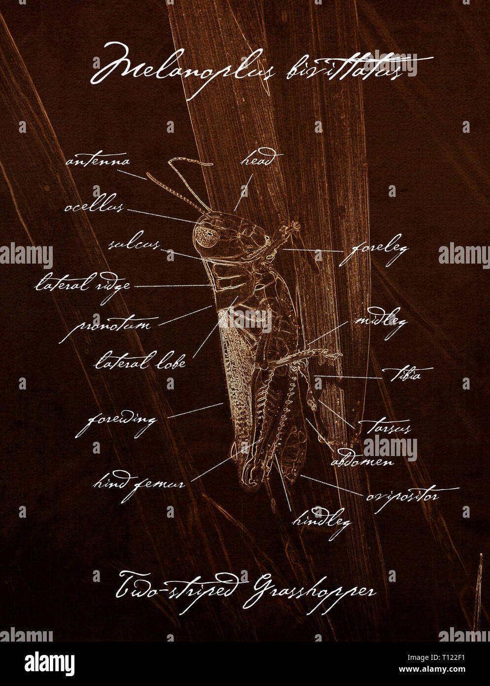 Macro of Two-striped Grasshopper (Melanoplus bivittatus) Old Fashioned Anatomy Illustration in Sepia Stock Photo