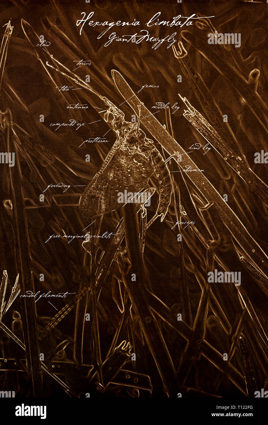 Giant Mayfly (Hexagenia limbata) Old Fashioned Anatomy Illustration in Sepia Stock Photo