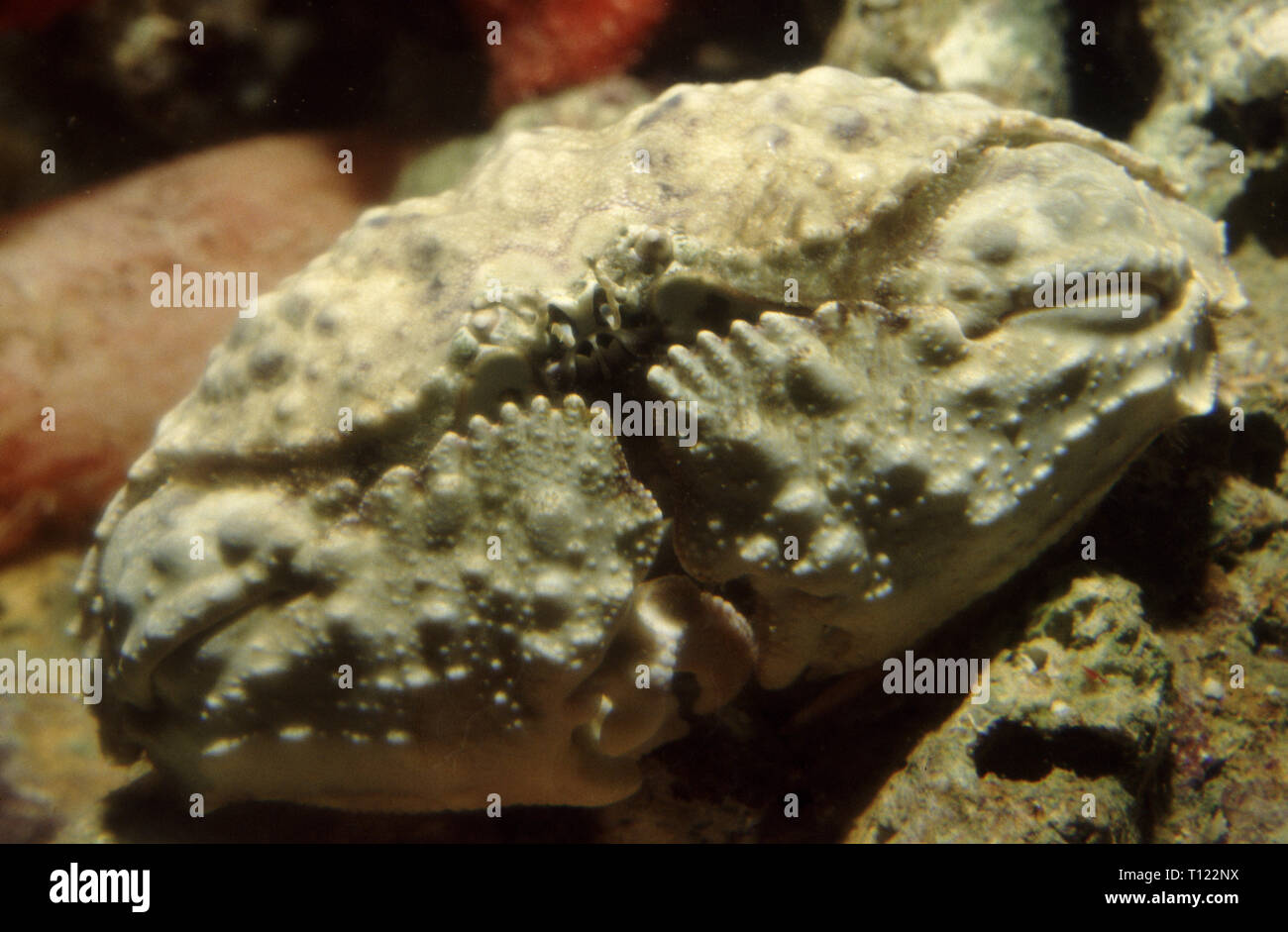 Reef box crab (Calappa calappa) Stock Photo