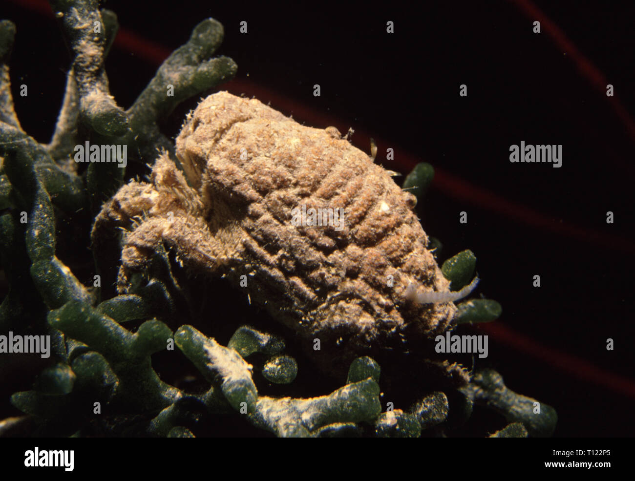 Coral crab (Cyclodius granulatus Stock Photo - Alamy