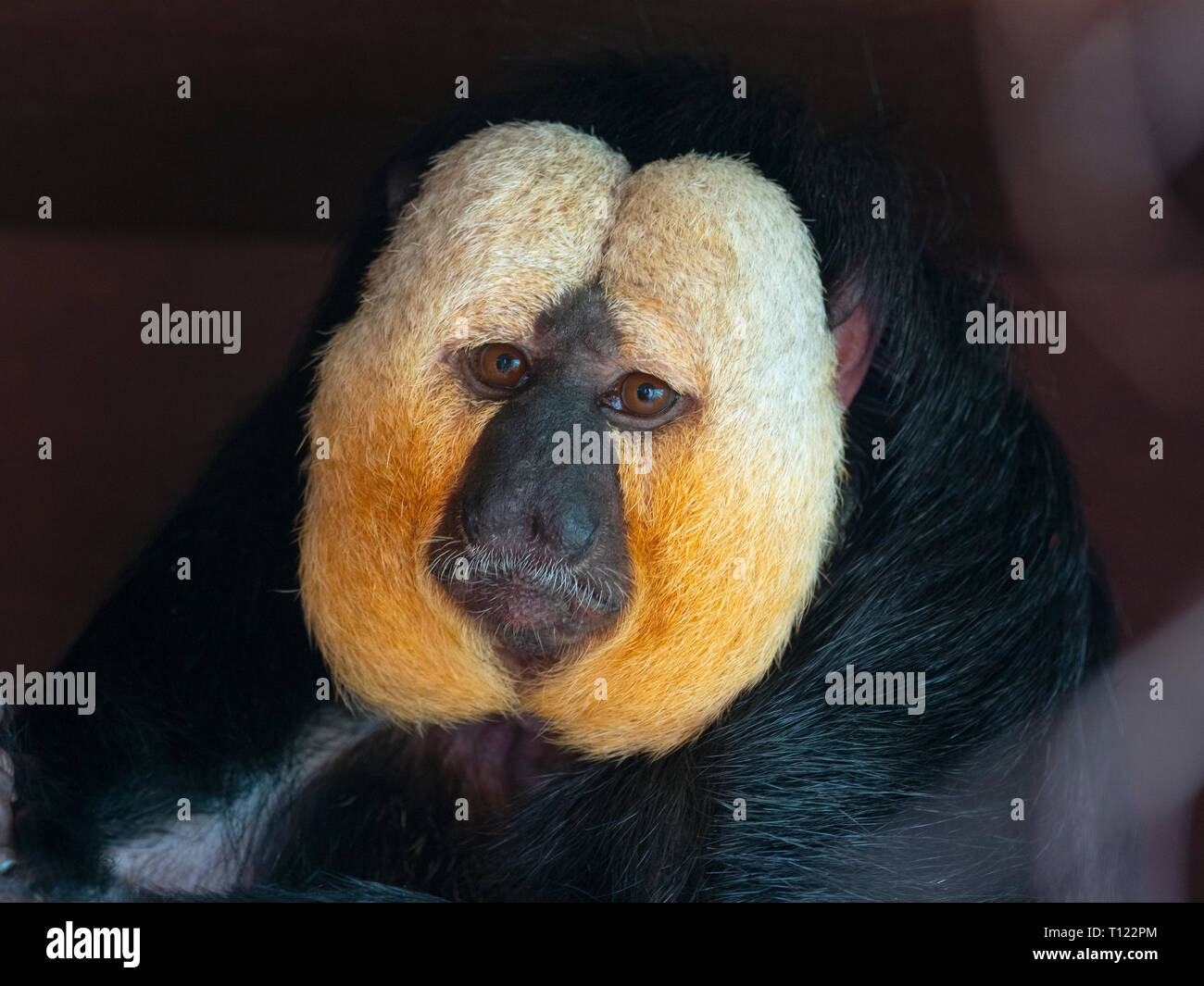 White-faced saki Pithecia pithecia Captive portrait Stock Photo