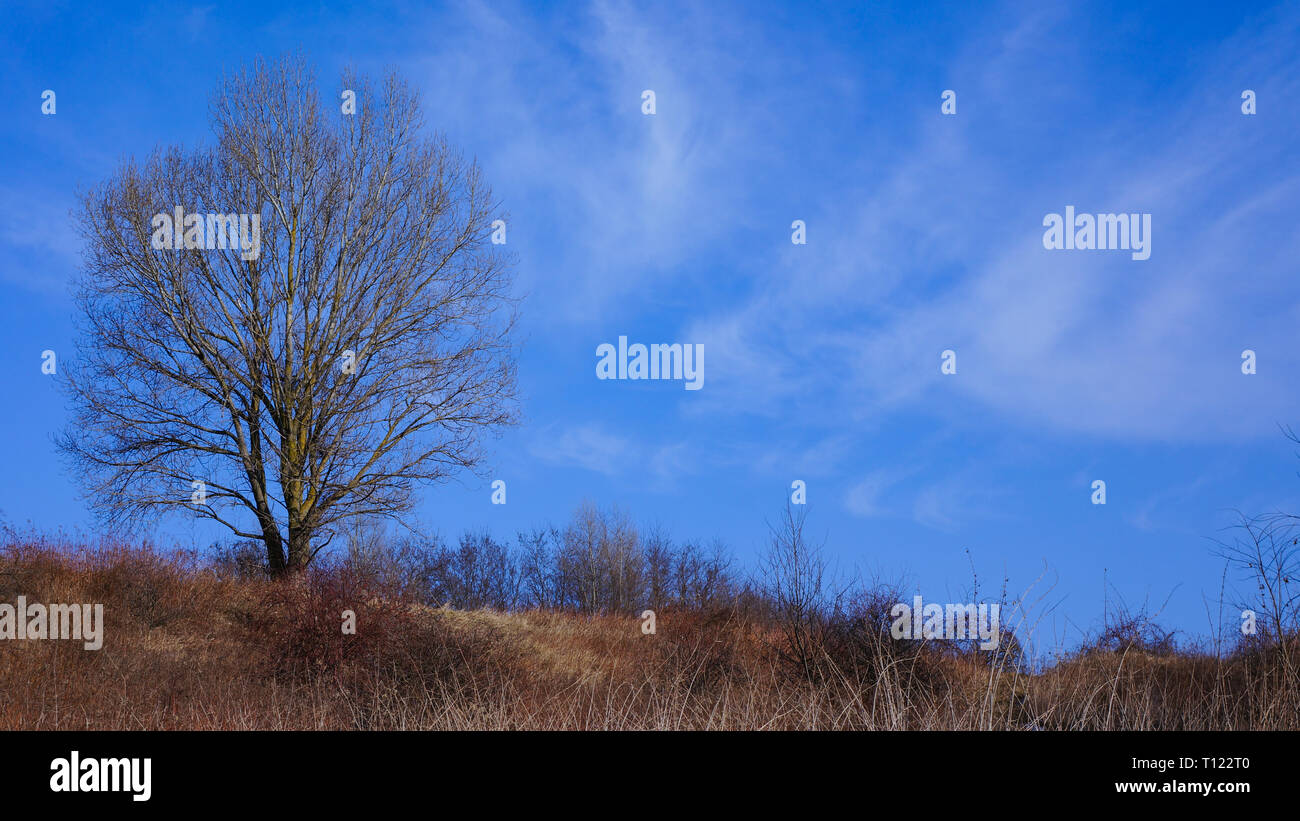 of a lonely tree on a blue background Stock Photo
