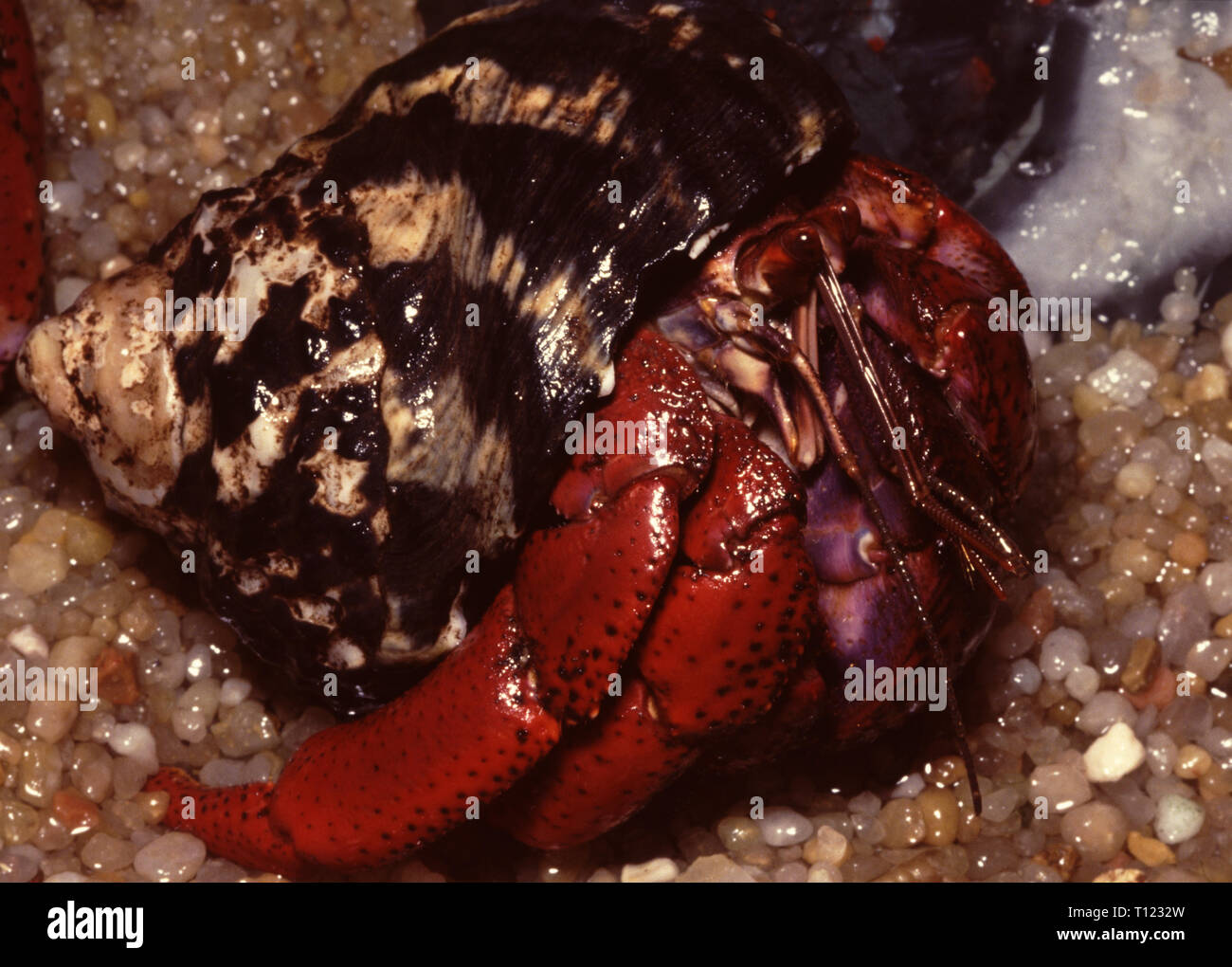Caribbean hermit land crab (Coenobita clypeatus) Stock Photo