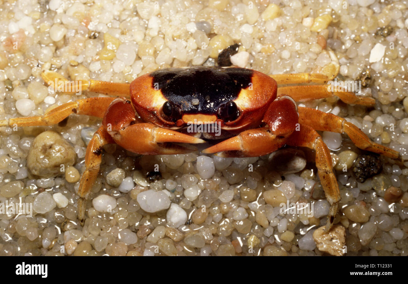 Black Back Or Moon Land Crab Gecarcinus Lateralis Stock Photo Alamy Black Back Or Moon Land Crab Gecarcinus Lateralis Stock Photo Alamy