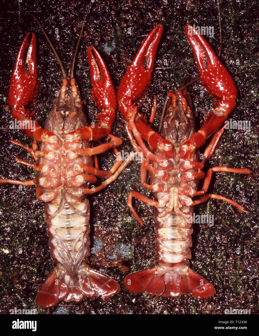 Sexuak dimorphism in Red swamp crayfish (Procambarus clarkii) Stock Photo