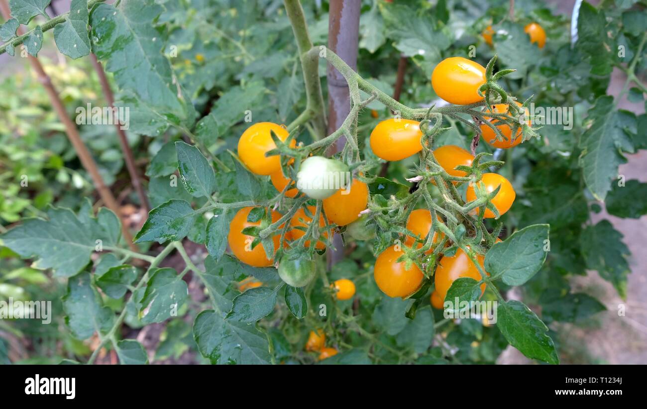 Bunch of yellow cherry tomatoes Stock Photo