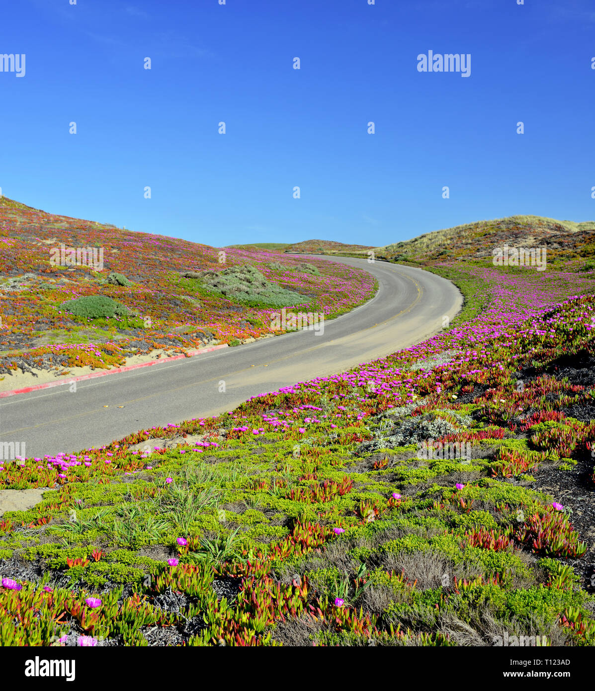 Hills and Sky in the Road to Point Reyes National Seashore, California. Sand dunes covered by pink flowers of Cooper’s Ice plant, hills and sky Stock Photo