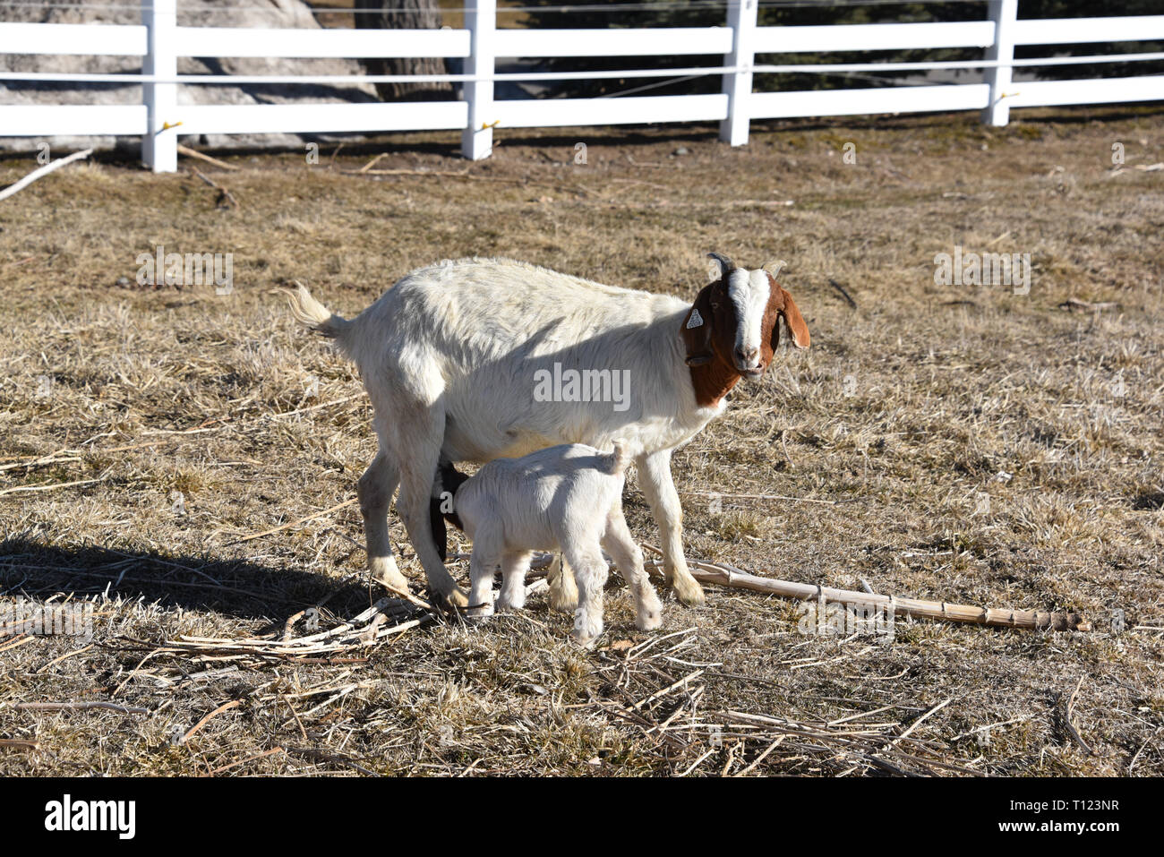 Baby goats mother goat farm hi-res stock photography and images - Alamy