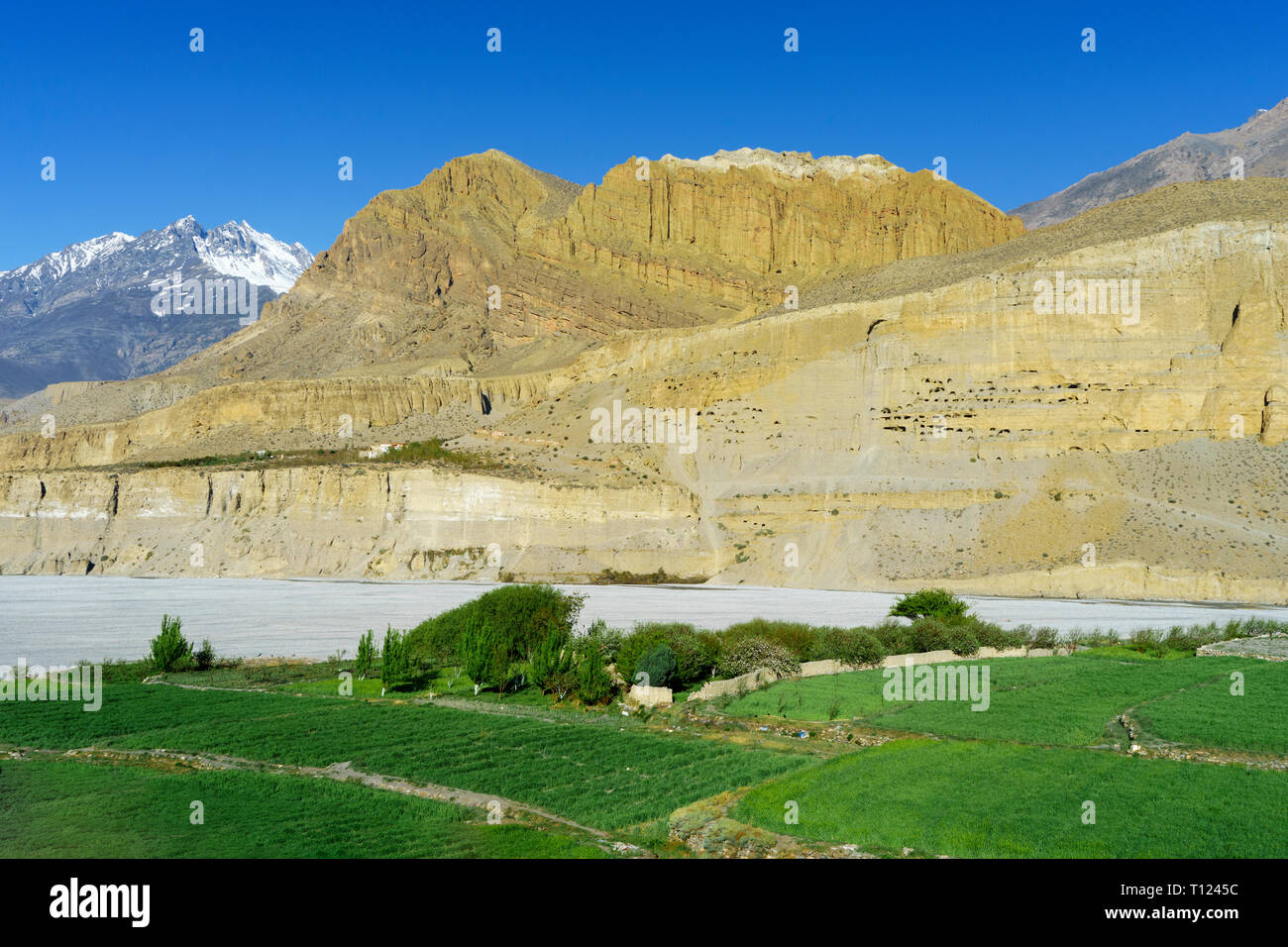 Gigantic cliff of ocre stone dotted by ancient cave dwellings, with green barley fields in the foreground. Chuksang, Upper Mustang region, Nepal. Stock Photo