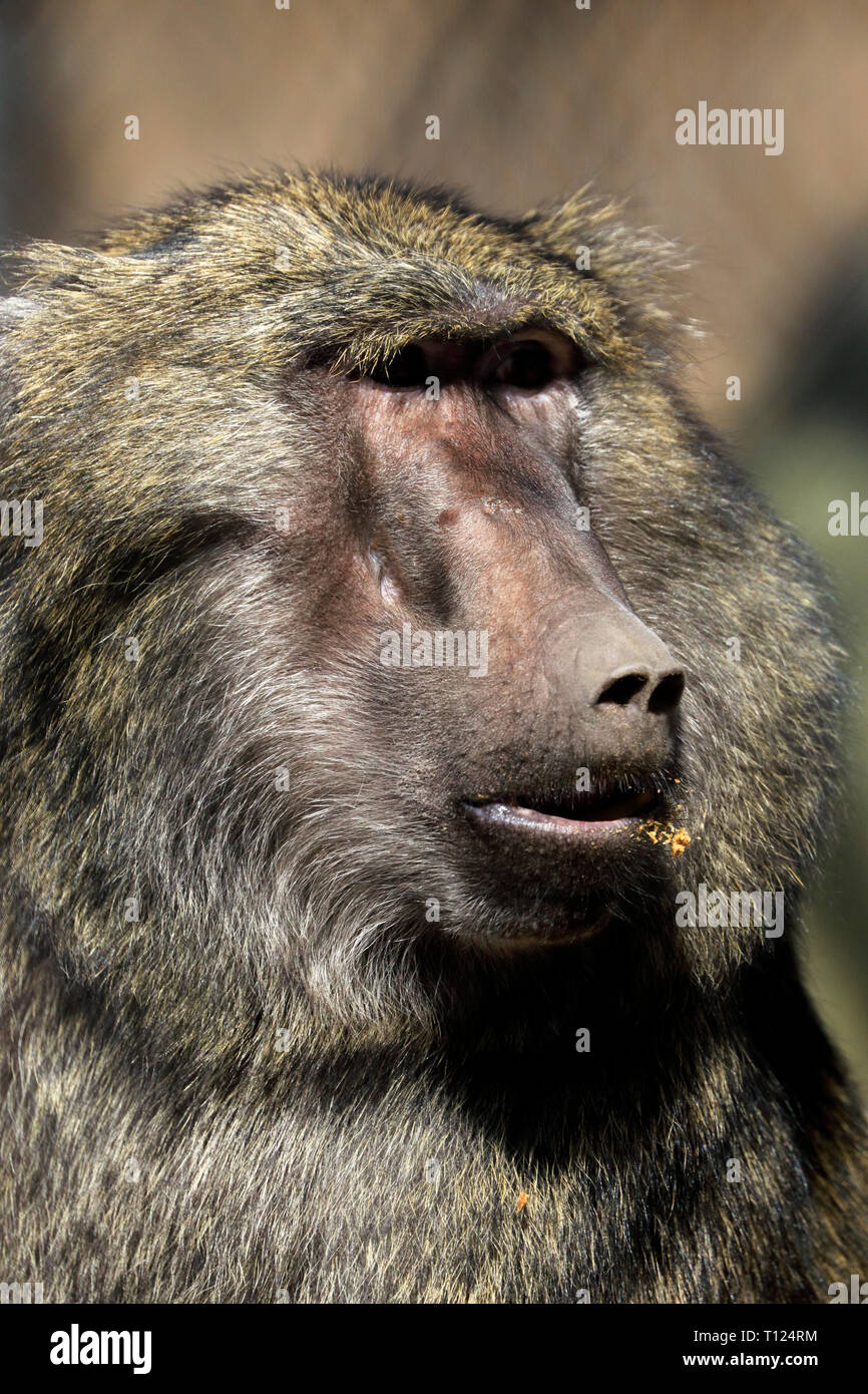 Olive Baboon, Papio anubis, at the Popcorn Park Zoo, Forked River, New Jersey, USA. A Bakari baboon look a like from the TV show Serengeti. Stock Photo