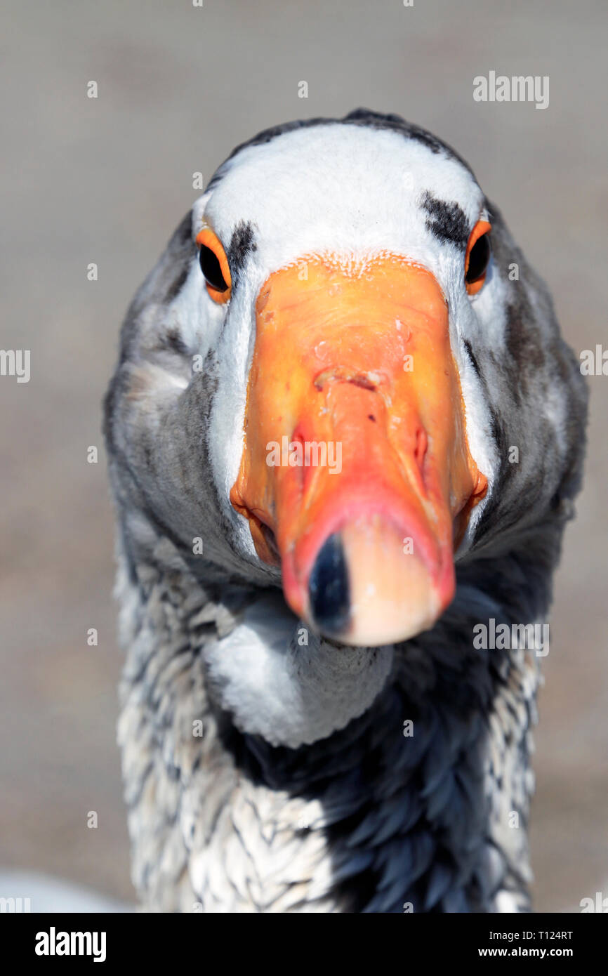 A close-up of a funny looking duck's face Stock Photo