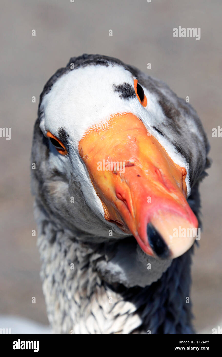 A close-up of a funny looking duck's face Stock Photo