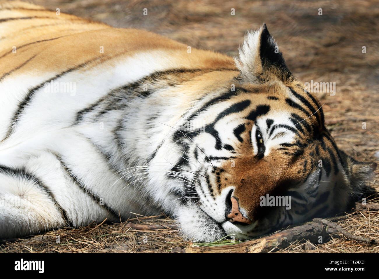 Bengal tiger, Panthera tigris, at Popcorn Park Zoo, Forked River, New
