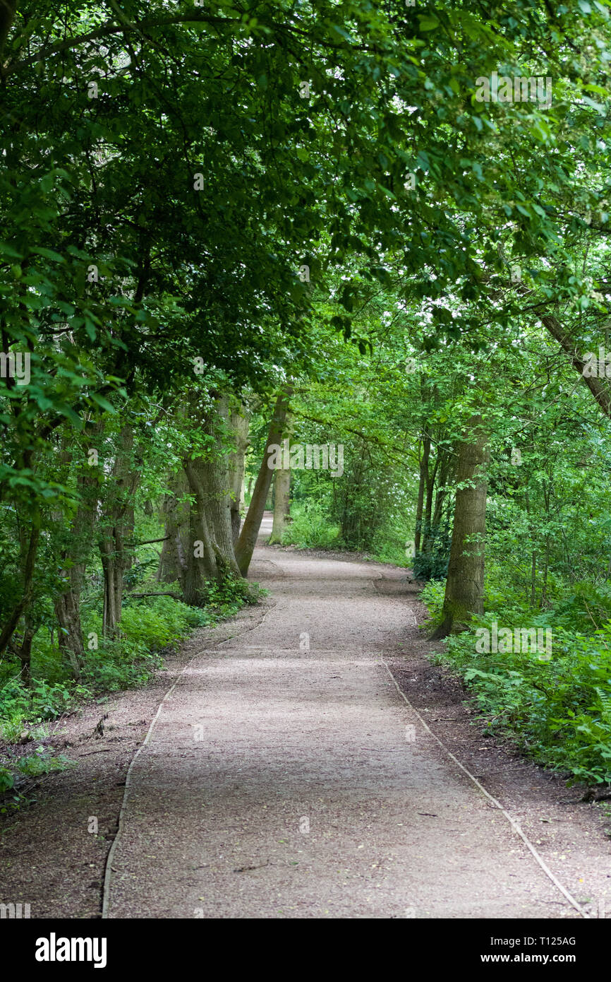 Walkway Through Hartsholme Country Park In Lincoln. United Kingdom