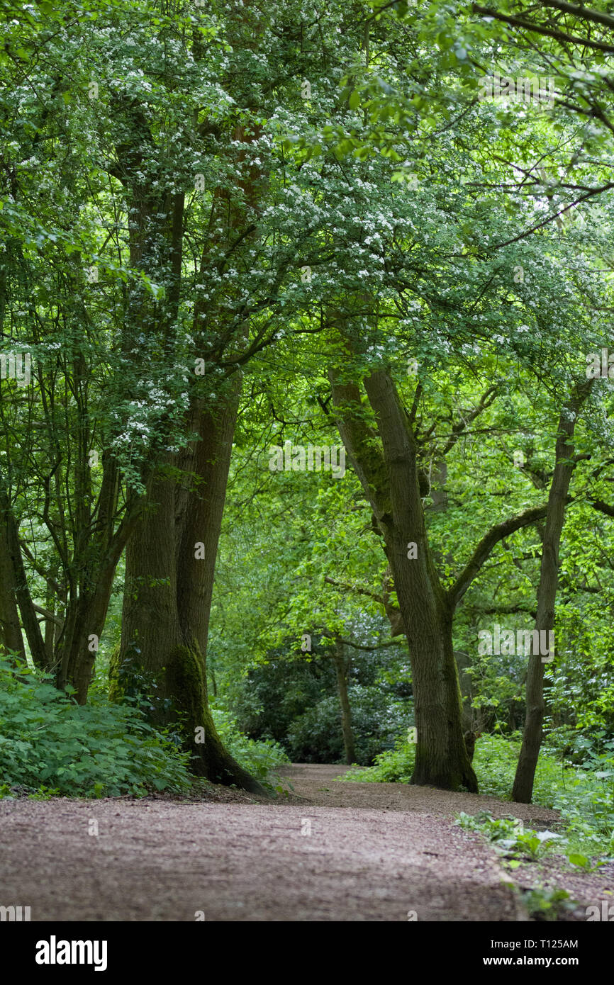 Walkway Through Hartsholme Country Park In Lincoln. United Kingdom