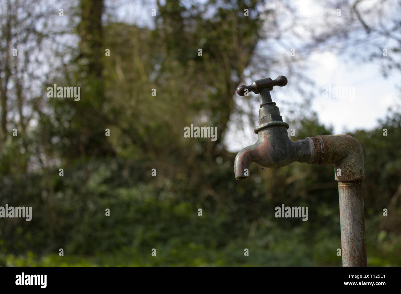 Old Faucet In The Woods. All That's Left Of The Old Quarry. Stock Photo