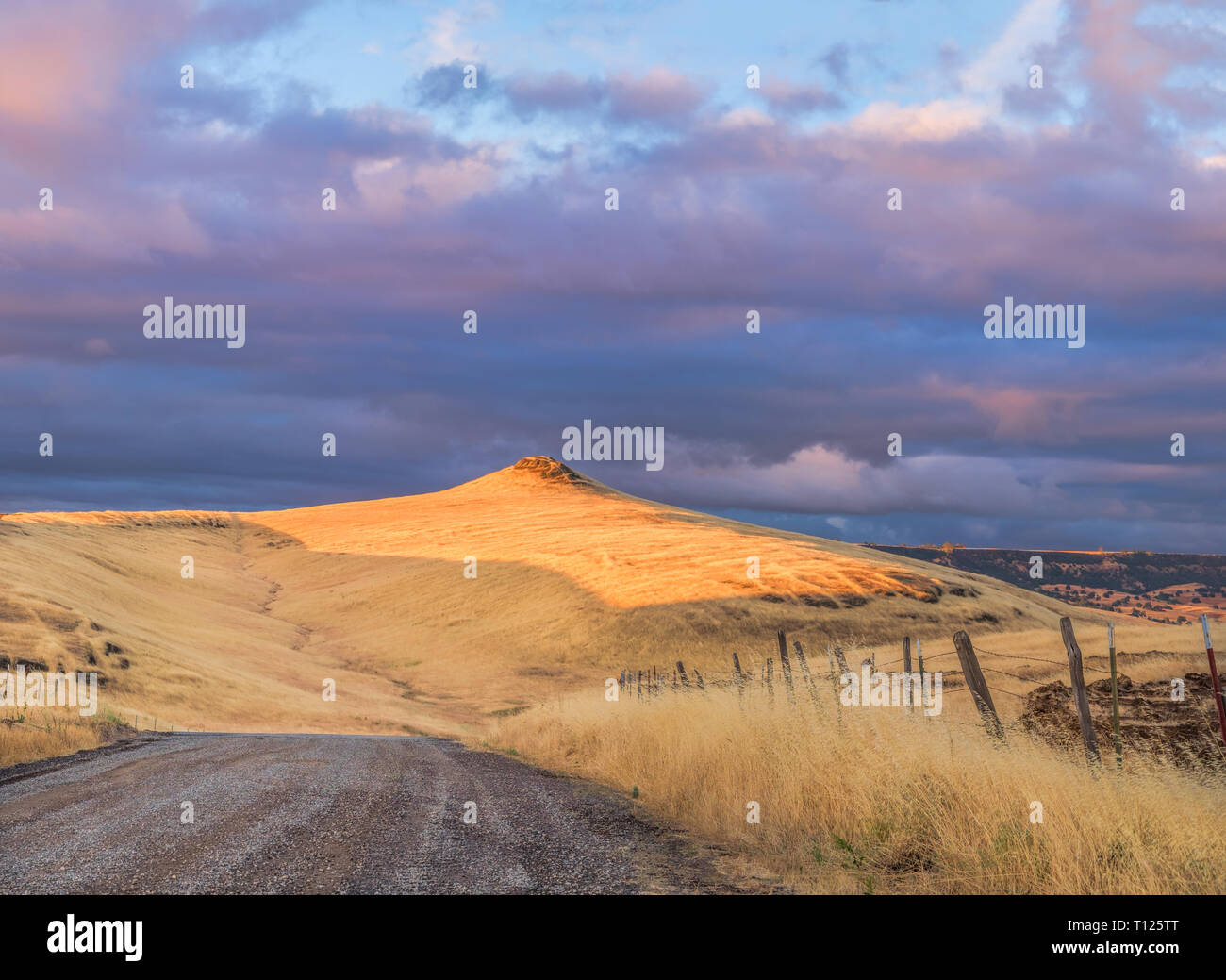 A dirt road in rural Butte County, California passing through grass covered foothills at sunset. Room for copy. Stock Photo