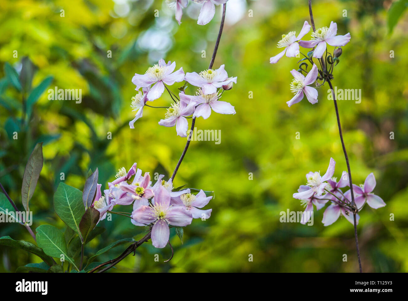 Clematis montana 'Rubens', 'pink perfection', flowering from freely hanging stalks,, short depth of field, blurred green background Stock Photo