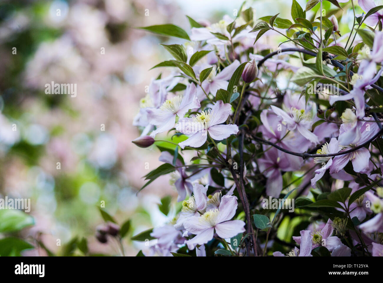 Clematis montana 'Rubens', 'pink perfection', flowering, stalks bundled up to a 'shrub' Stock Photo