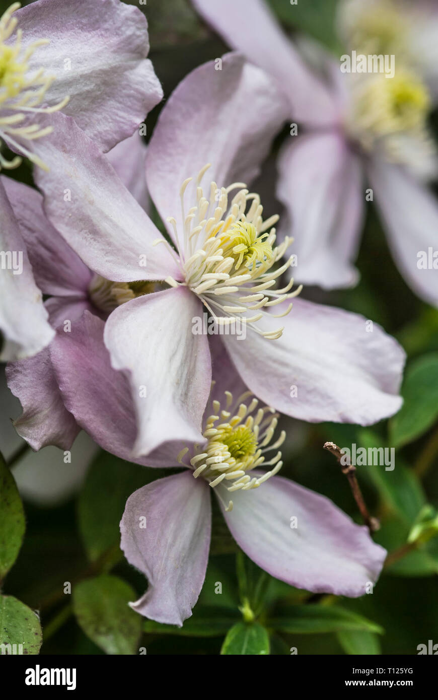 Close-up of clematis montana 'Rubens, ''pink perfection', flowering Stock Photo