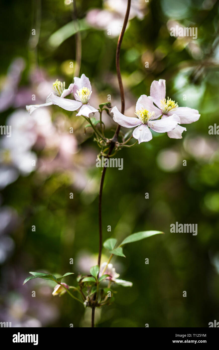 Clematis montana 'Rubens', 'pink perfection', flowering from free hanging stalk, short depth of field, blurred background Stock Photo