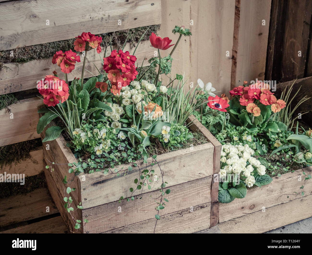 Image of wooden wall with wood boxes full of beautiful colorful flowers