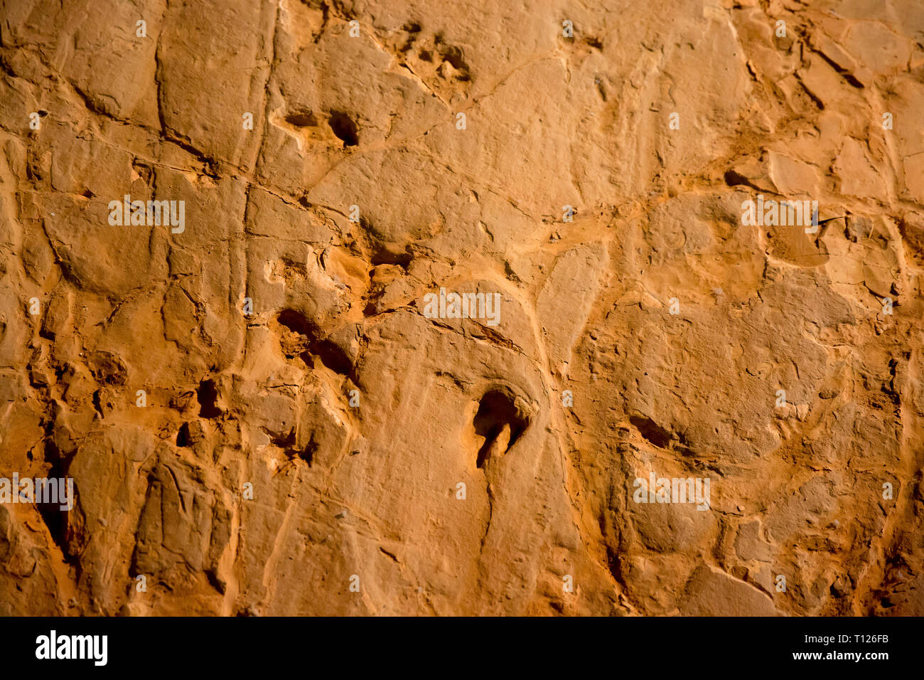 Fossiised dinosaur footprints at Lark's Quarry near Winton, Western