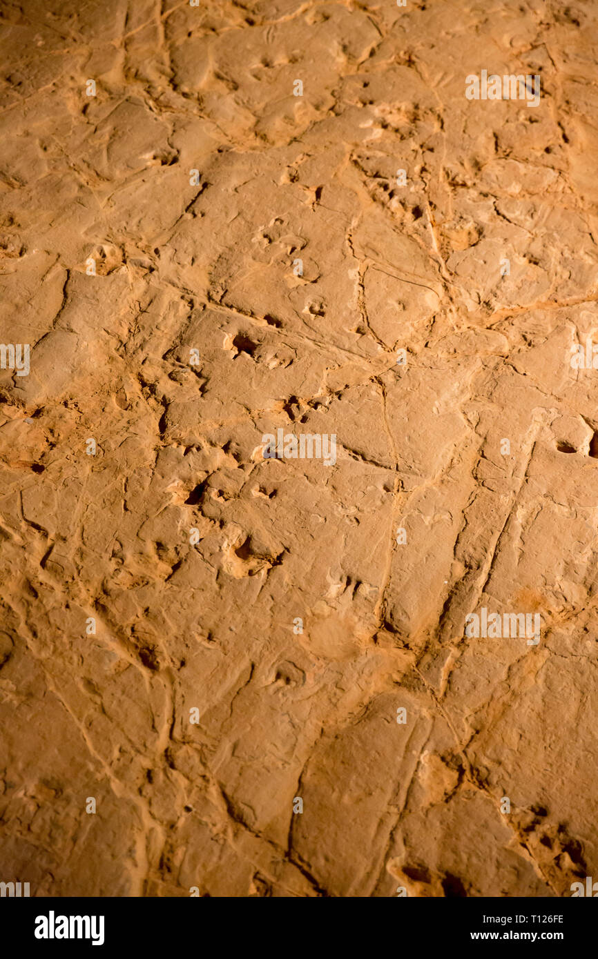 Fossiised dinosaur footprints at Lark's Quarry near Winton, Western