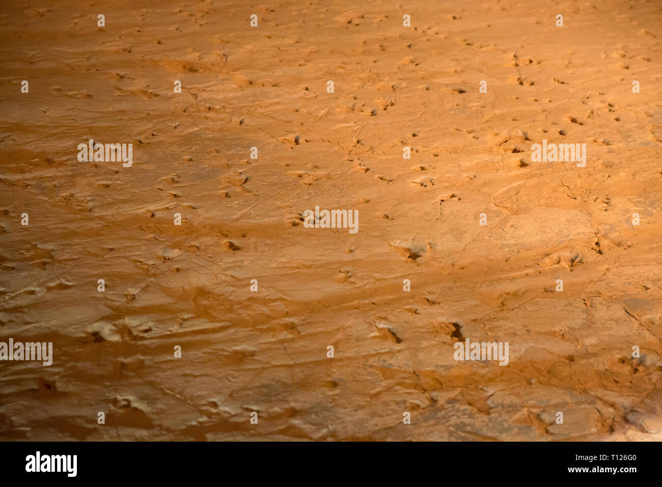Fossiised dinosaur footprints at Lark's Quarry near Winton, Western