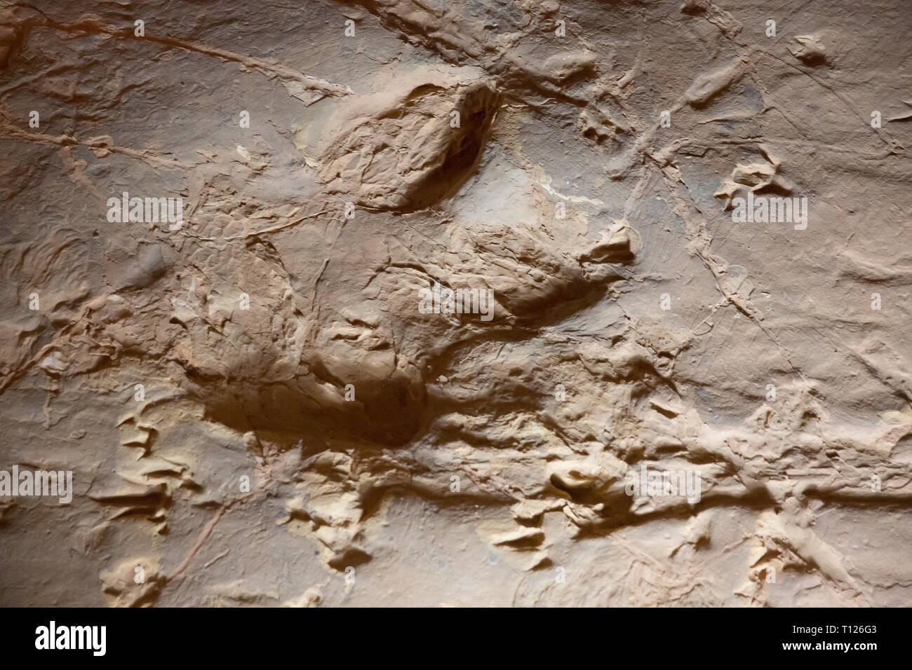 Fossiised dinosaur footprints at Lark's Quarry near Winton, Western