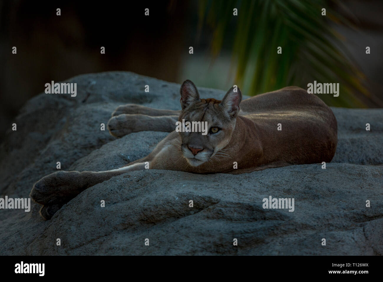 A Puma couple relaxing and getting angry seeing the mob outside the cage,  Pumas are very elegant​ animals and keep themselves very clean Stock Photo  - Alamy