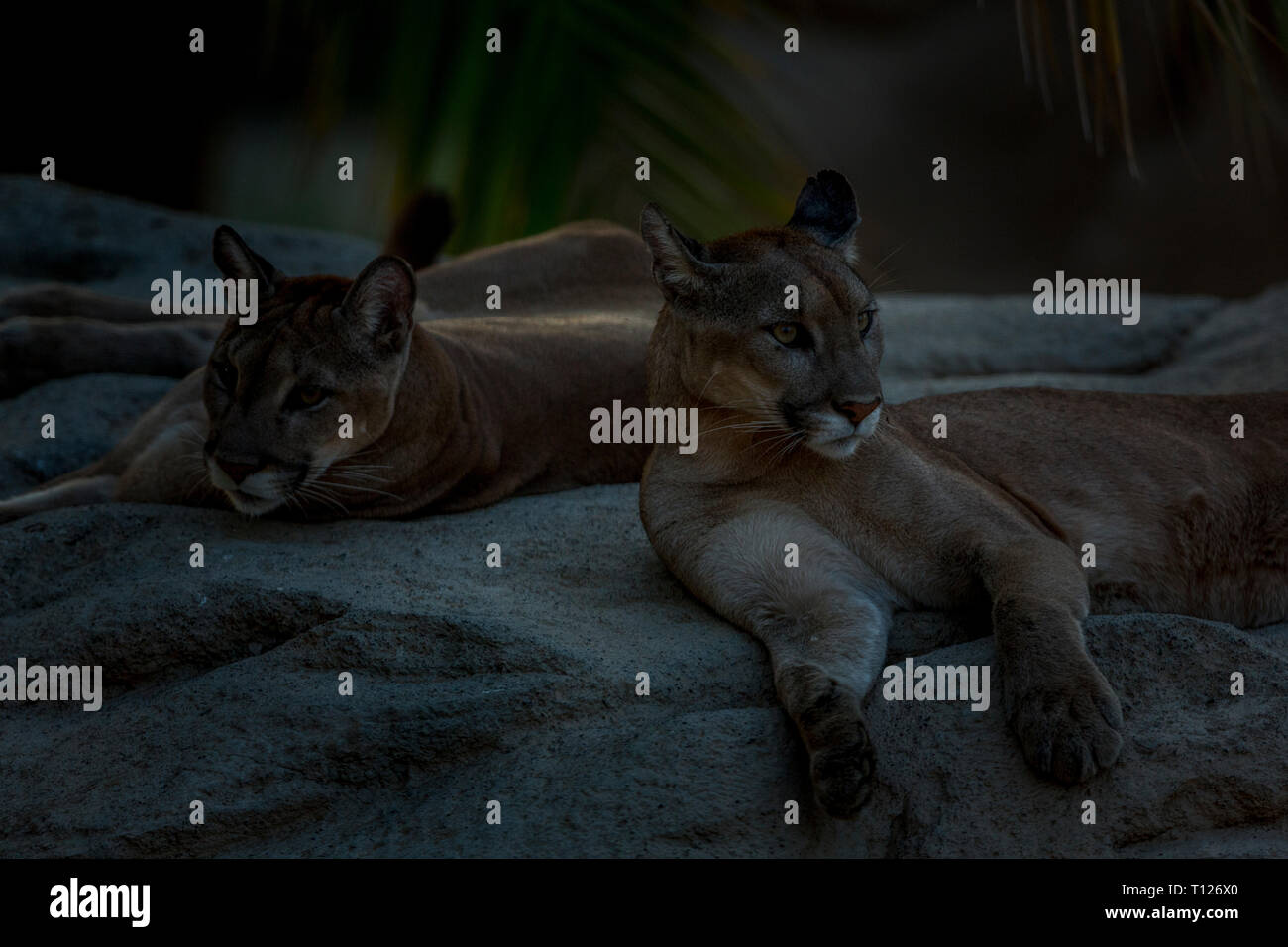 A Puma couple relaxing and getting angry seeing the mob outside the cage,  Pumas are very elegant​ animals and keep themselves very clean Stock Photo  - Alamy