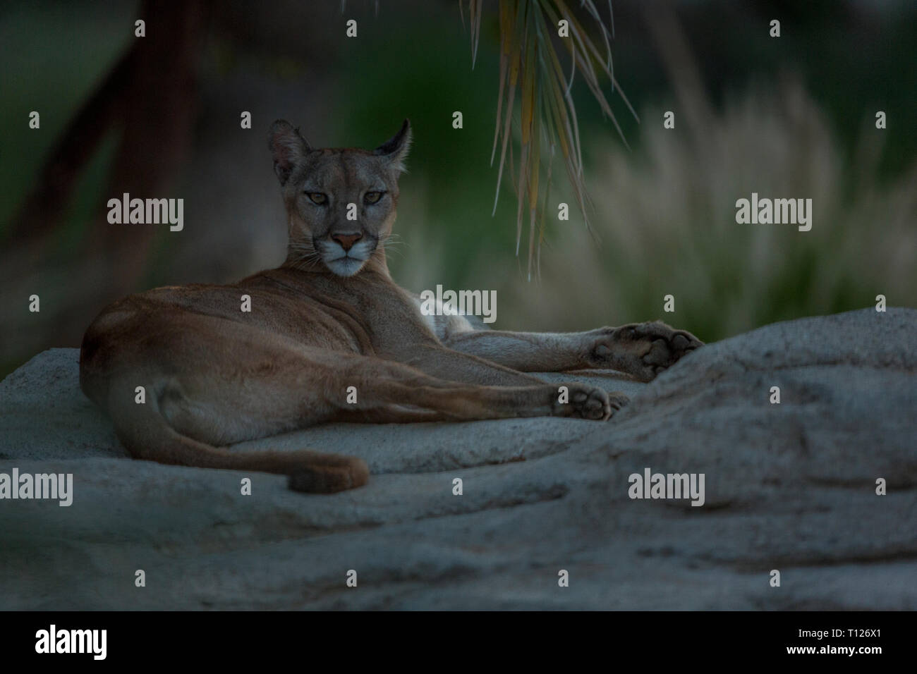 A Puma couple relaxing and getting angry seeing the mob outside the cage,  Pumas are very elegant​ animals and keep themselves very clean Stock Photo  - Alamy
