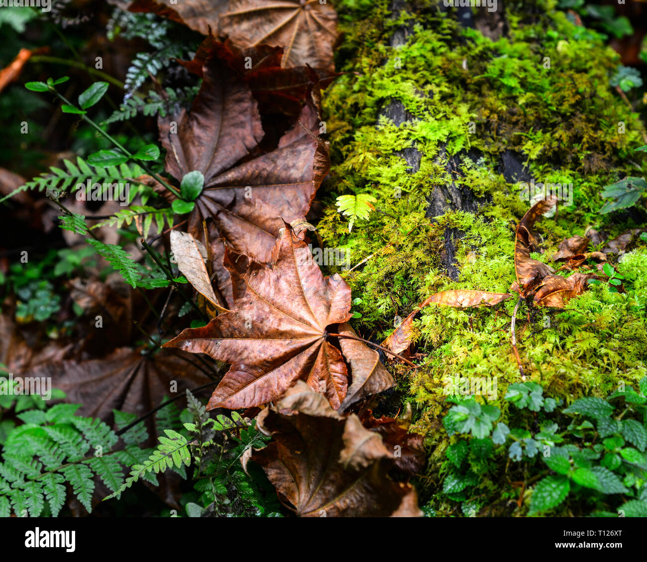 Autumn leaves at deep forest in Pokhara, Nepal Stock Photo - Alamy