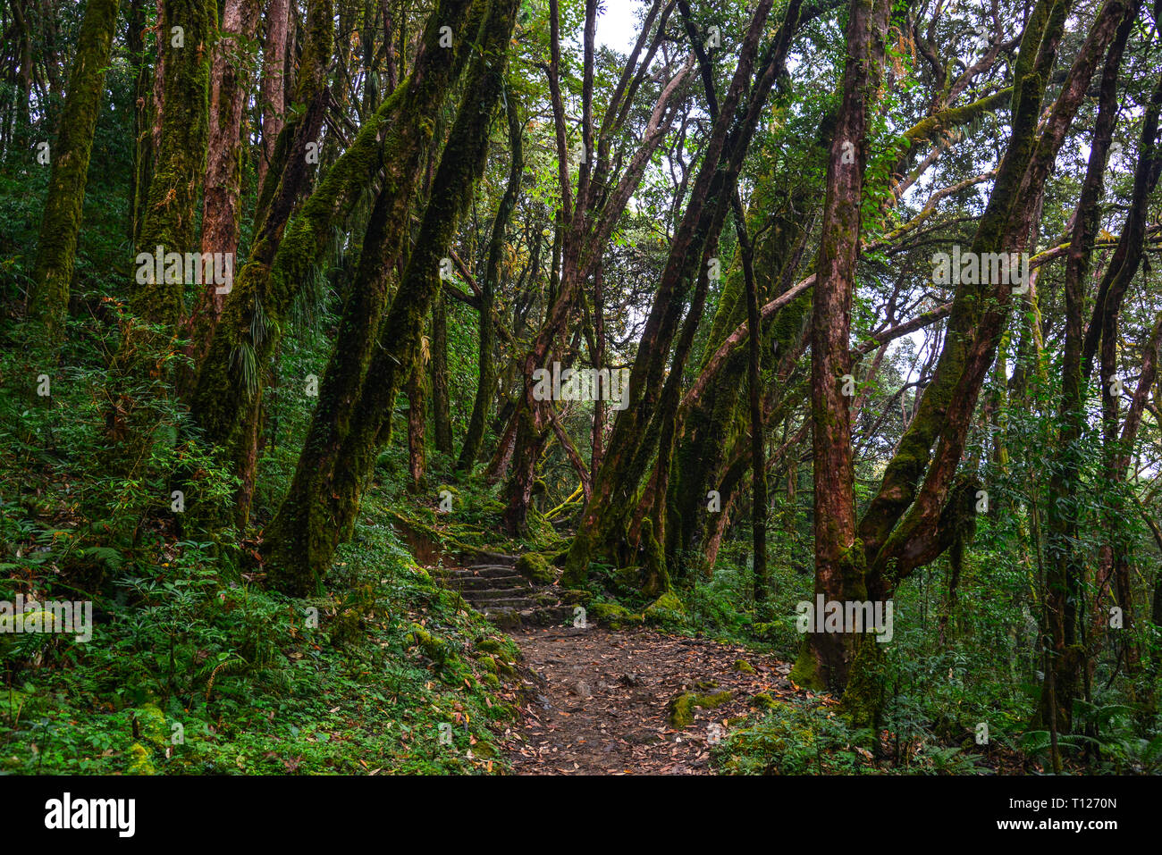 Hiking trail in green summer forest near Annapurna Massif, Nepal Stock ...