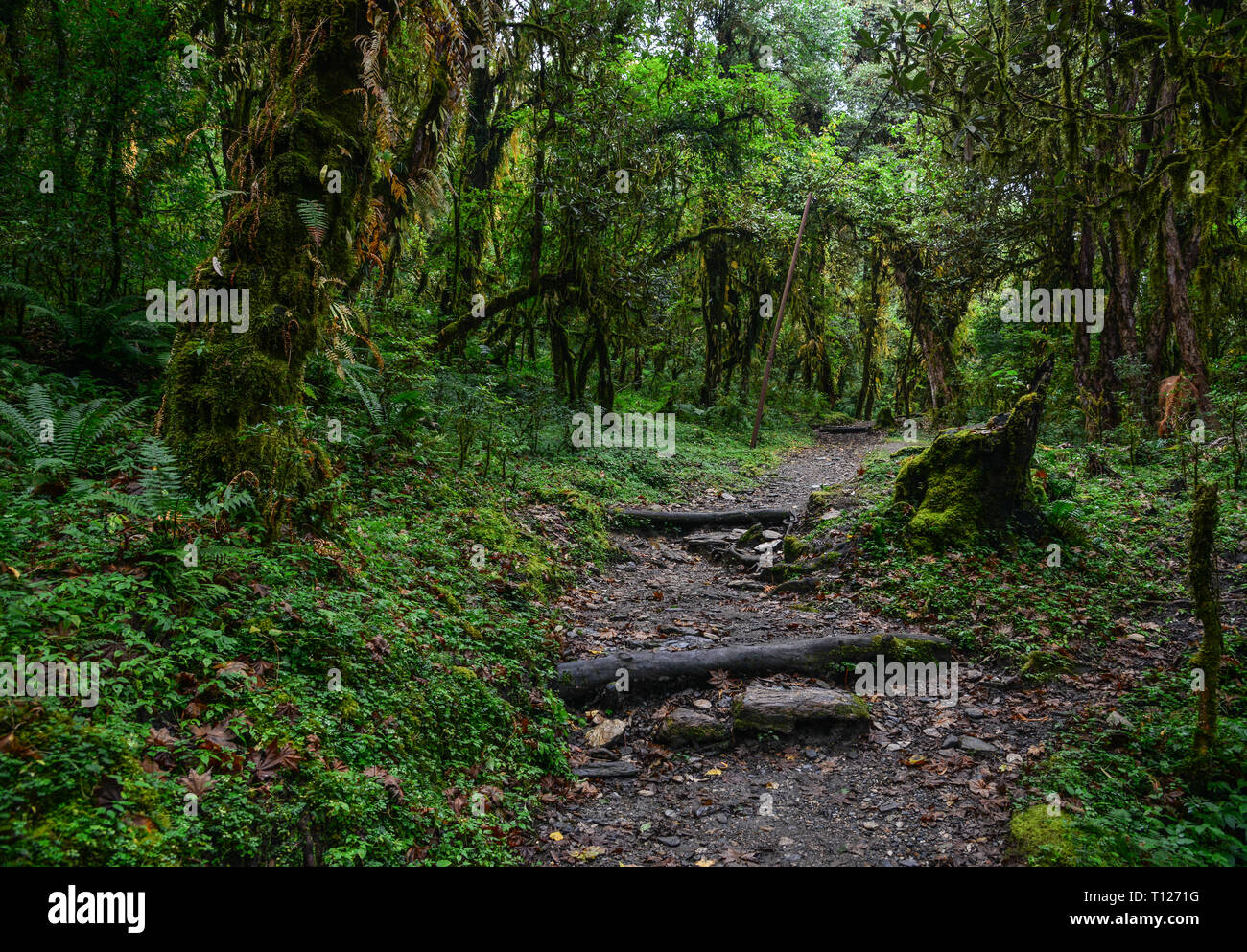 Hiking trail in green summer forest near Annapurna Massif, Nepal Stock ...