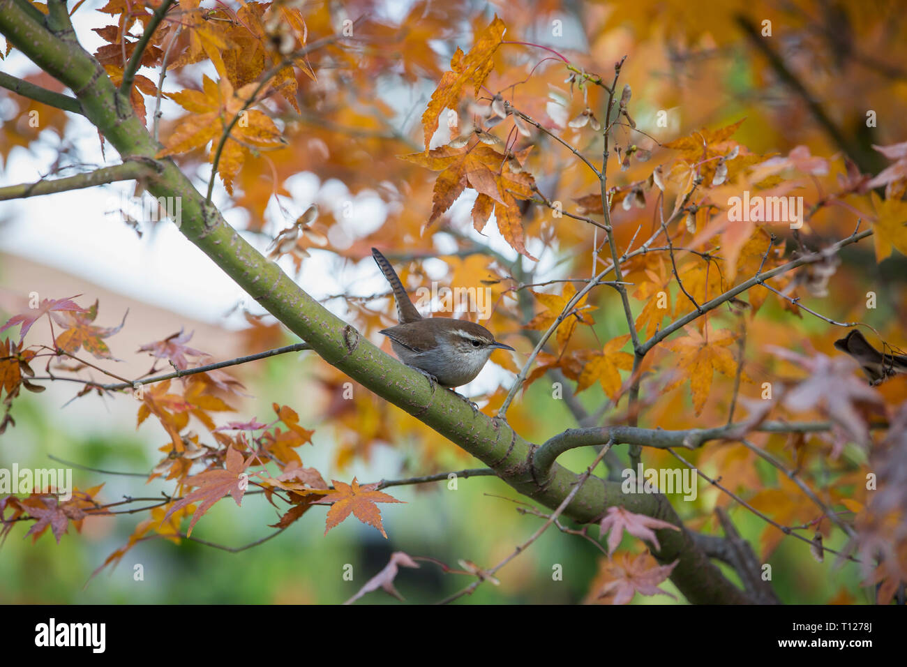 Bewick's Wren in maple tree, Santa Rosa, Sonoma County, California Stock Photo