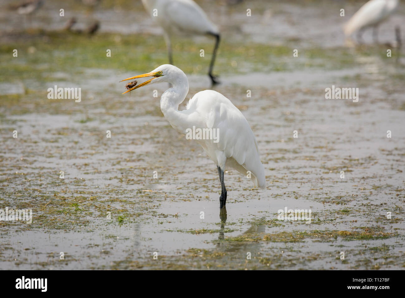 Great Egret feeding on a crayfish during draining of wastewater treatrment pond in Petaluma, Sonoma County, California Stock Photo