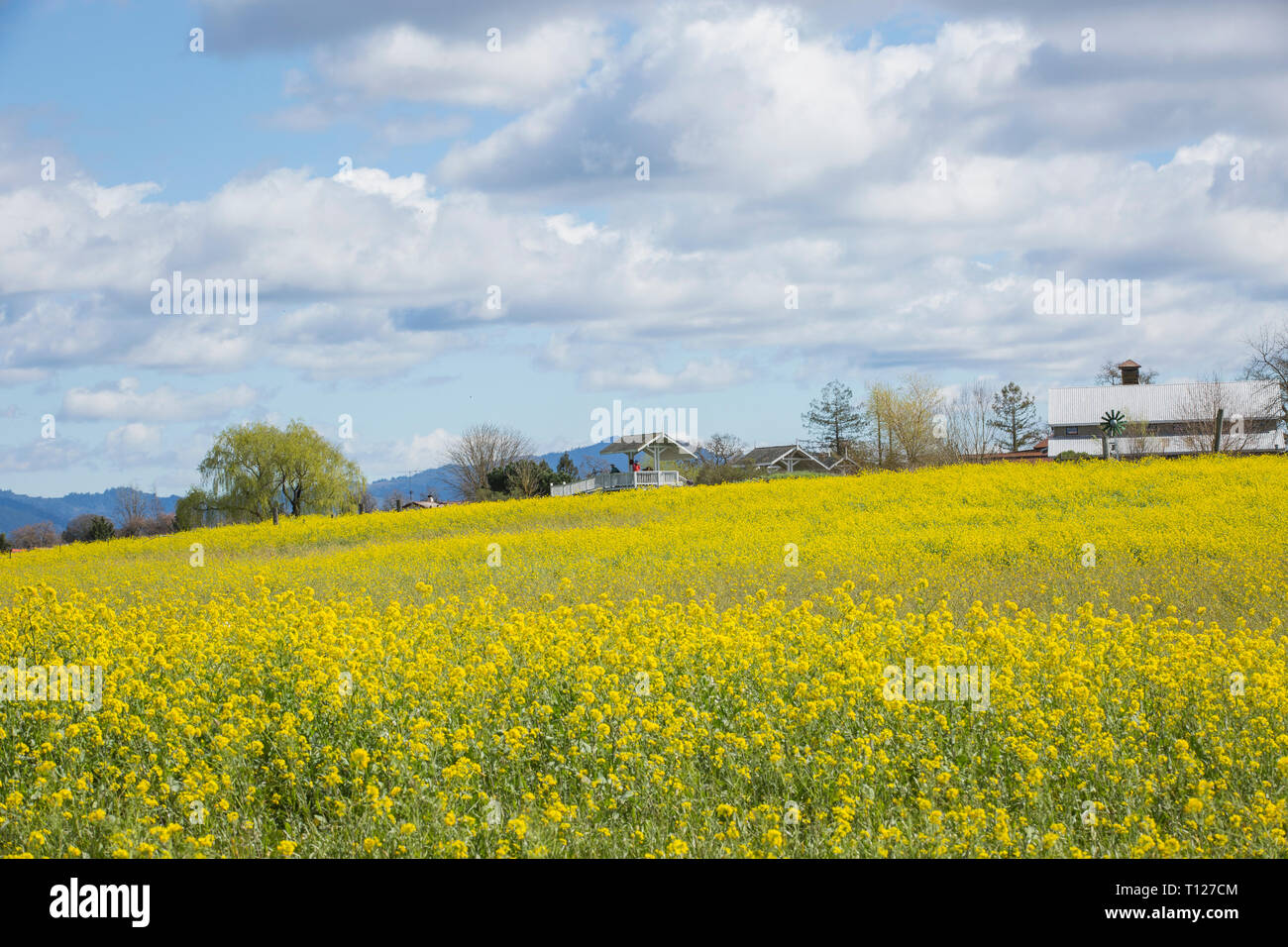 Field of yellow mustard plant in bloom after spring rains at Laguna de ...