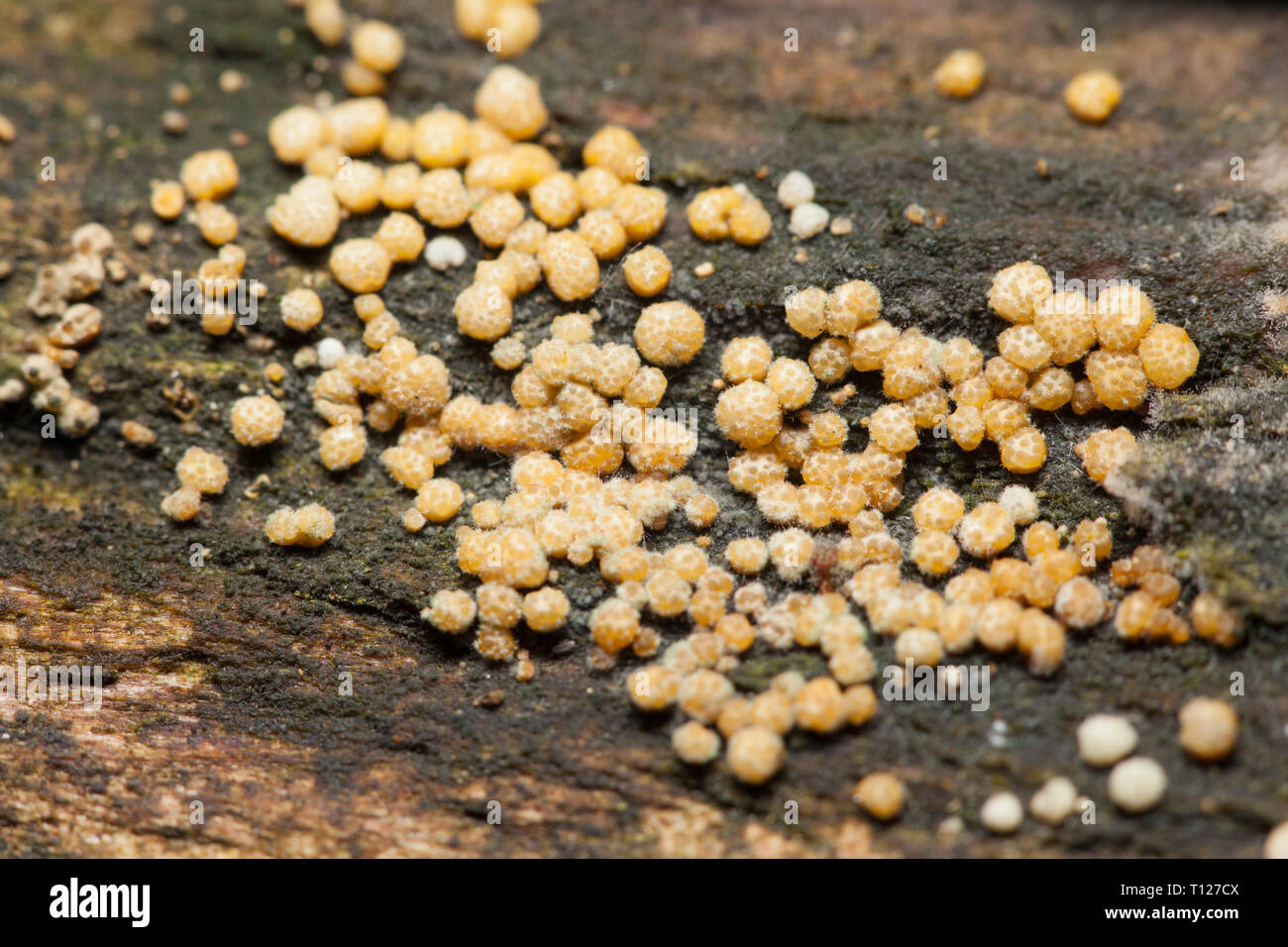 Green spored fungi Stock Photo